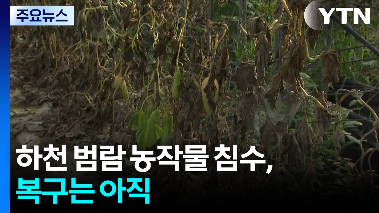 하천 범람 농작물 침수, 복구는 아직...이 시각 청주 / YTN