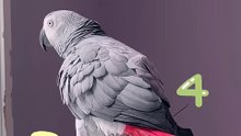 parrot counts from 1 to 5 – but just listen how! 🦜😂