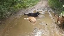 dogs getting muddy – try not to laugh! 😂