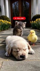 this adorable clip will totally brighten your day! 😍