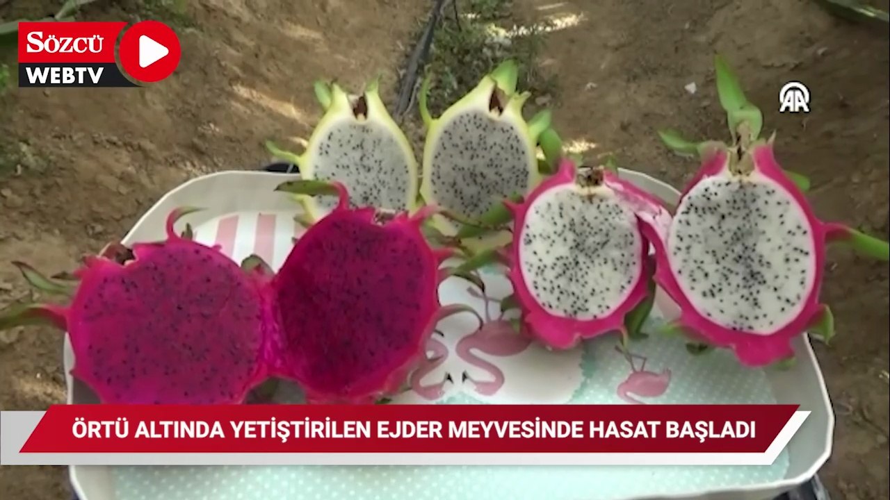 Örtü altında yetiştirilen ejder meyvesinde hasat mesaisi başladı