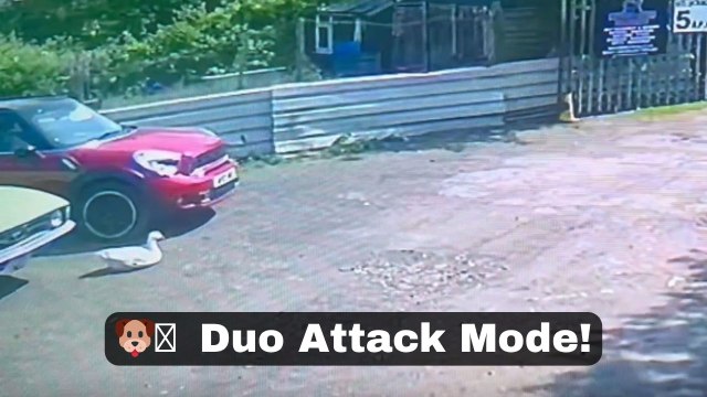 Customer walks in and gets chased by a guard goose and dog