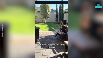 Blind Dog Gets Help From His Sister to Find Lost Ball
