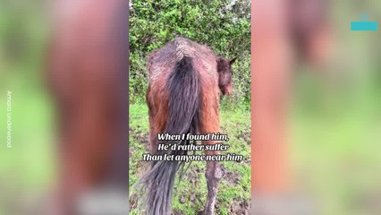 Rescued Horse Learns to Trust Again After Incredible Recovery