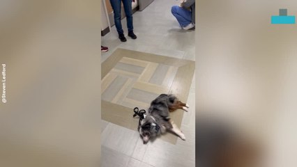 Therapy Dogs Dramatic CPR Performance For Hospital Nurses