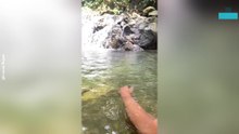 Unexpected Crocodile Encounter in River