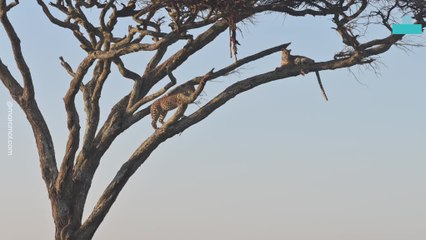 Leopard Hanging Onto Tree