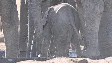 Baby Elephant Leads Charge to Waterhole