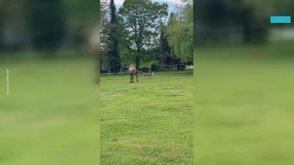 Camel and Donkey's Heartwarming Reunion Melts Hearts