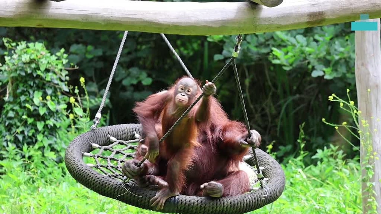 Baby Orangutan  Walks Out on Platform for the First Time for Playtime