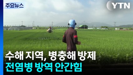 수해 지역, 병충해 방제·전염병 방역 안간힘 / YTN