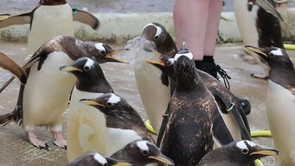 Edinburgh Zoo penguins pop bubbles