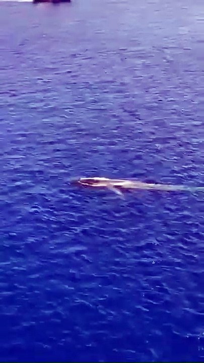 Capodoglio avvistato nello Stretto di Messina fra lo stupore dei passeggeri dei traghetti