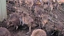 Kangaroo diaries only in Australia 🇦🇺