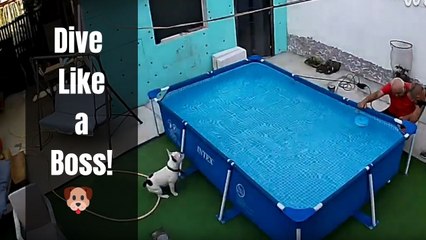 Frenchie makes the most dramatic pool jump as if trained for it forever