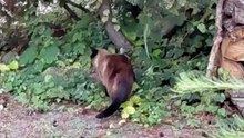 Caught in the Rain? Not This Clever Cat! 🌧️🐾 #funnycats #funnyanimals #shorts