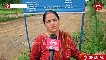 मालाबार नीम व घामरा को रास आई थार की जलवायु, 4 साल के ट्रायल में मिले सुखद परिणाम