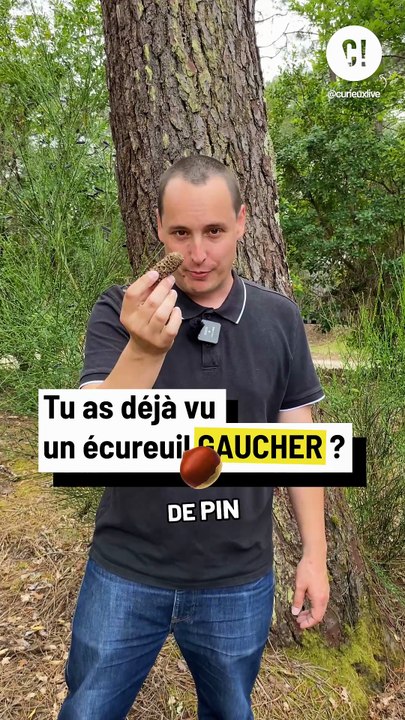 Comment reconnaître un écureuil gaucher ?