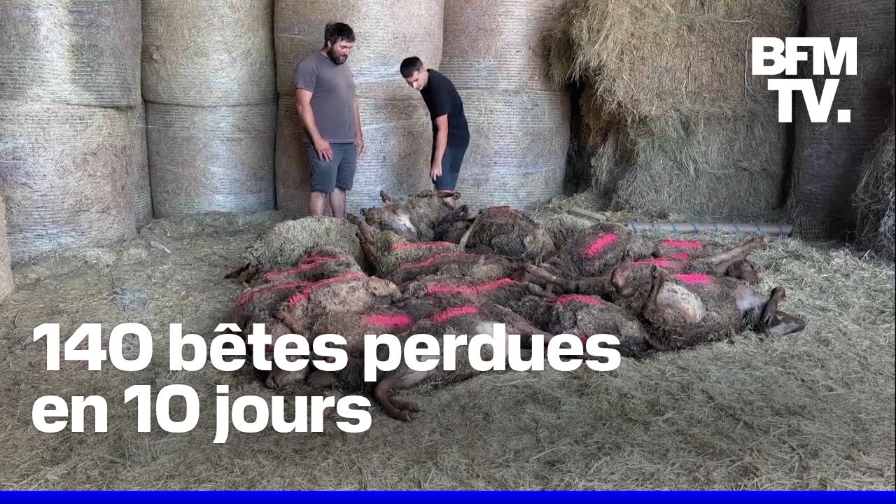 Var: face à la multiplication des attaques de loups, des éleveurs désespèrent