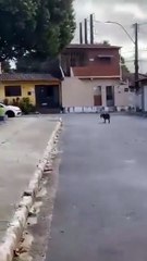 Cachorros da raça Pitbull atacam e matam gatos, em Maceió