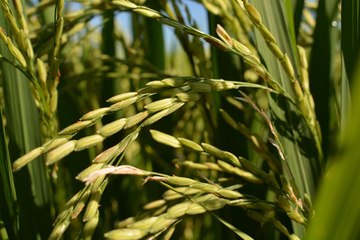 Productores de arroz denuncian importaciones irregulares que podrían amenazar la cosecha nacional