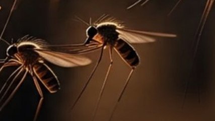 बारिश में मच्छरों से बचना है ज़रूरी, जानिए घरेलू उपाय