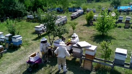 Sinop'ta kestane balı hasadı tamamlandı