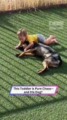 Toddler Tumbles with His Dog—and It’s Pure Joy! 🐾