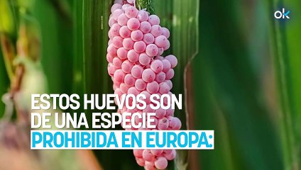 Estos huevos son de una especie prohibida en Europa: si los ves en tu jardín, contacta con las autoridades