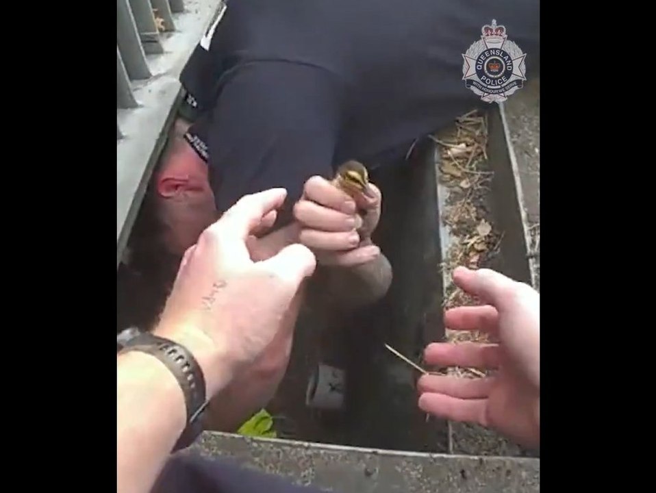 Süßer Einsatz: Polizisten retten Entenküken aus Abfluss