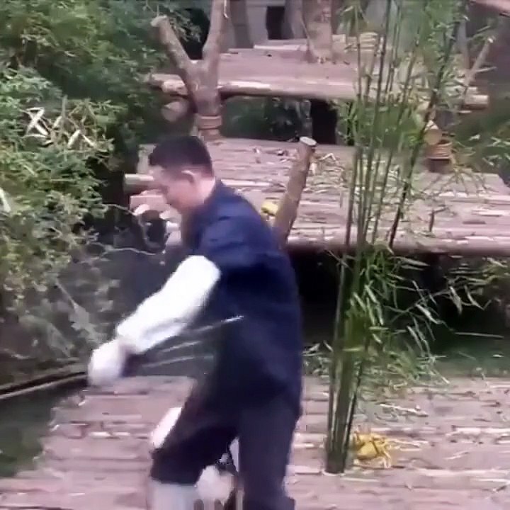 Ce panda ne veut pas lacher la jambe de son soigneur