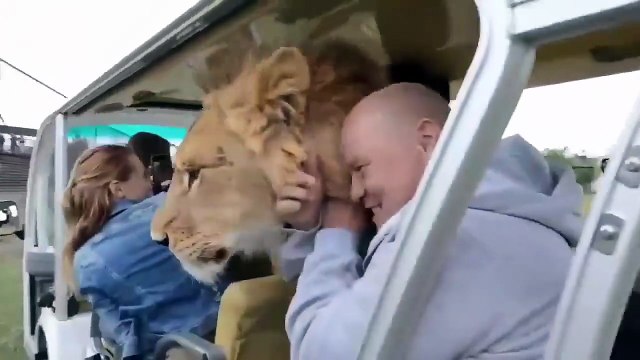 Une lionne qui adore faire des câlins aux touristes