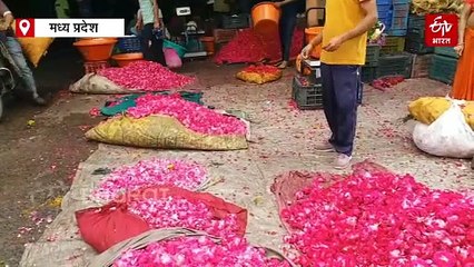 मध्य प्रदेश के फूल पूरी दुनिया में बिखेर रहे खुशबू, फ्लावर फार्मिंग से मोटा पैसा कमा रहे किसान
