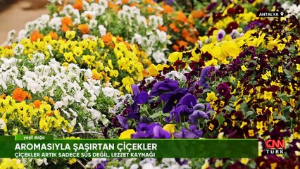 Yenilebilir çiçeklerin hikayesi Yeşil Doğa'da ekrana geldi