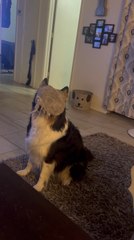 Dog Covers Face With Toy, Pretends to Be Invisible