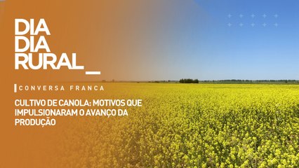 Cultivo de canola: motivos que impulsionaram o avanço da produção