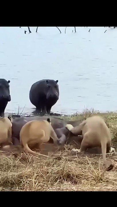 Lion attack viral video I  #wildlife #lionattack