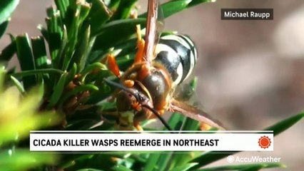 Cicada-killing wasps reemerge in the Northeast