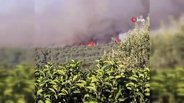 Urla’da ormanlık alanda yangın: Ekipler hızla seferber oldu