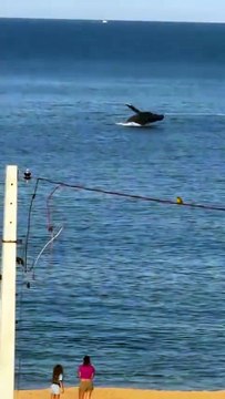 Baleia presenteia surfistas com aparição em praia de Balneário Camboriú
