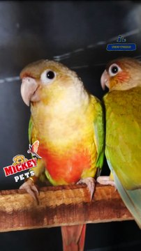 Pineapple Conure Pair | പൈൻ ആപ്പിൾ കോന്യൂർ ജോഡികൾ #petsworld #conure ഈ ഷോപ്പിന്റെ അഡ്രസ്സ് മിക്കി പെറ്റ്സ് ബി‌ജെ‌പി ജില്ലാ ഓഫീസിന് സമീപം,പത്തനംതിട്ട.ഫോണ്‍ നമ്പര്‍ - 80896 90746/98463 90746/ 0468 2964521Mickey Pets & Aquarium,Pathanamthitta