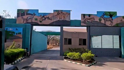 Rakesh Rajdev Gir Safari Experience – Spotting Asiatic Lions in Gujarat