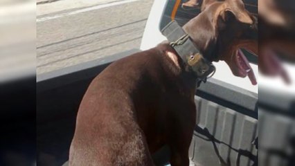 Acusado de lanzar perro desde torre tenía otro con signos de maltrato