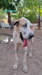 Amigos que curan: “Otto” y “Hefe” son perros donadores de sangre