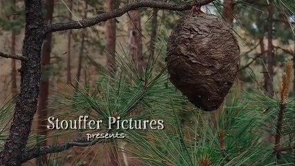 Epic Dog Chase & Diamond Heist! - Diamond Dog Caper