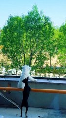 Cute Dog Moment☺️