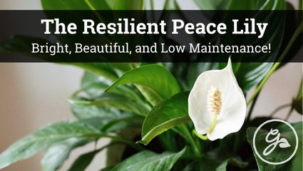 Peace Lily Care Tips: Grow A Strong, Healthy Plant