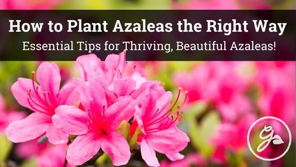 Best Way To Plant Azaleas For Healthy Growth