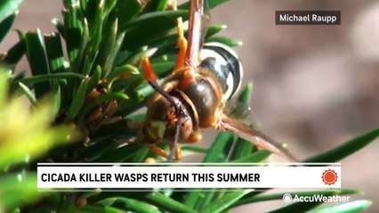 See this particular kind of wasp in your yard? No need to fear