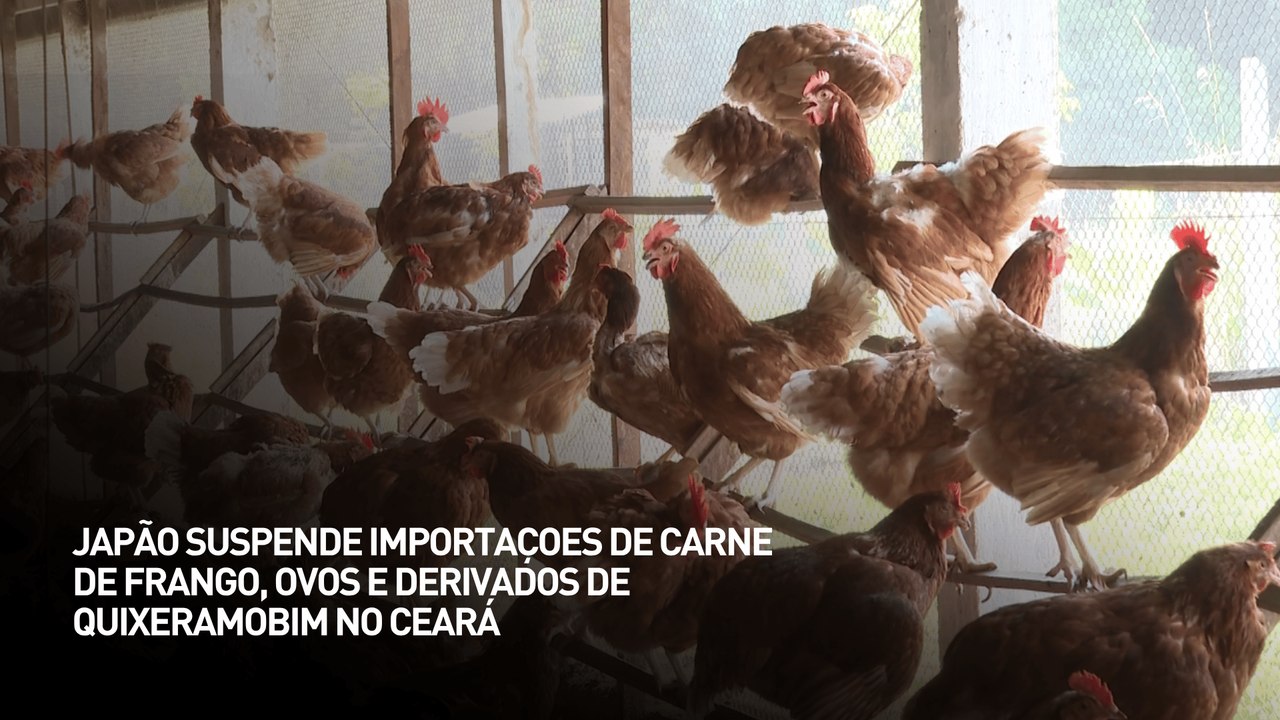 Japão suspende importações de carne de frango, ovos e derivados de Quixeramobim no Ceará